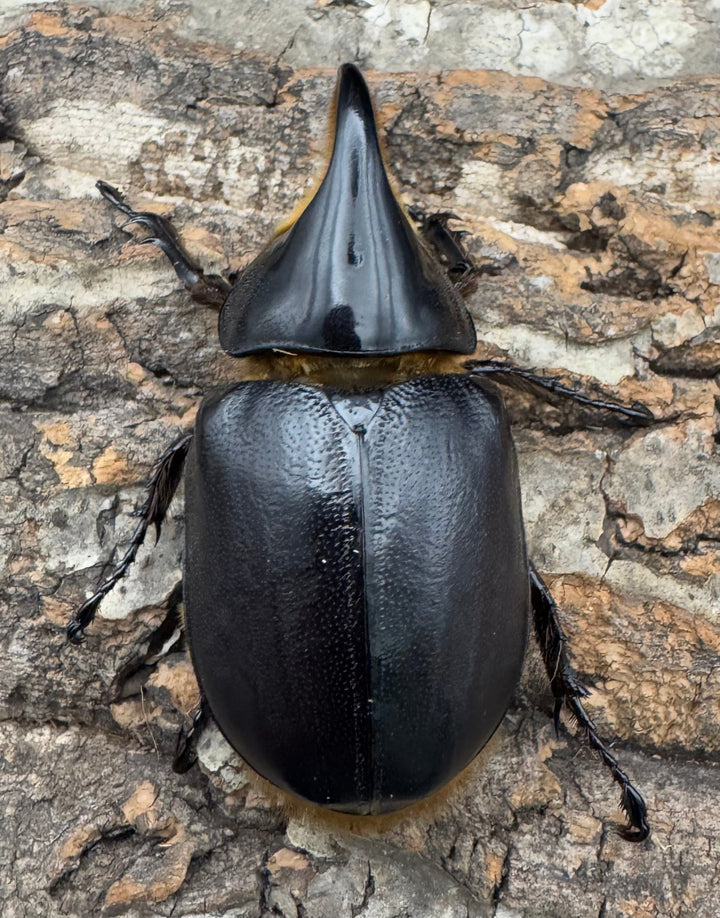 《サタンオオカブト 71mm ペア》