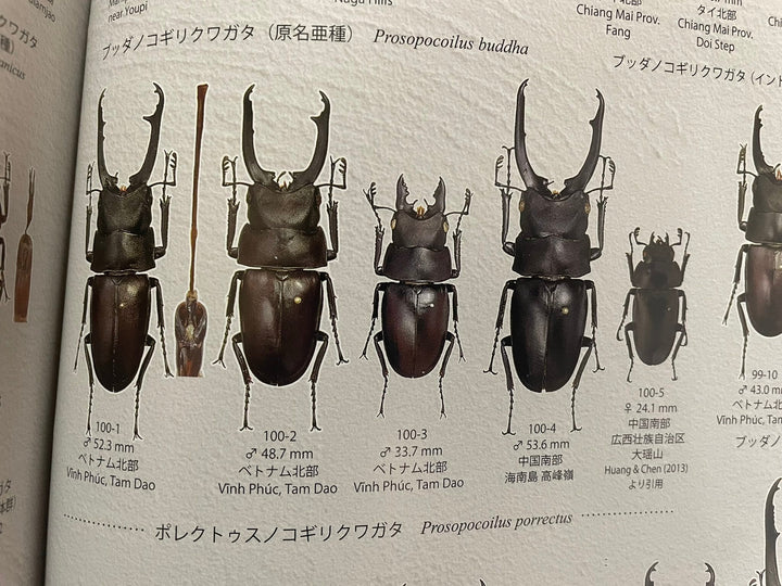 【WD】貴重種《ポレクトゥスノコギリクワガタ 47.5mmUP ペア B品》