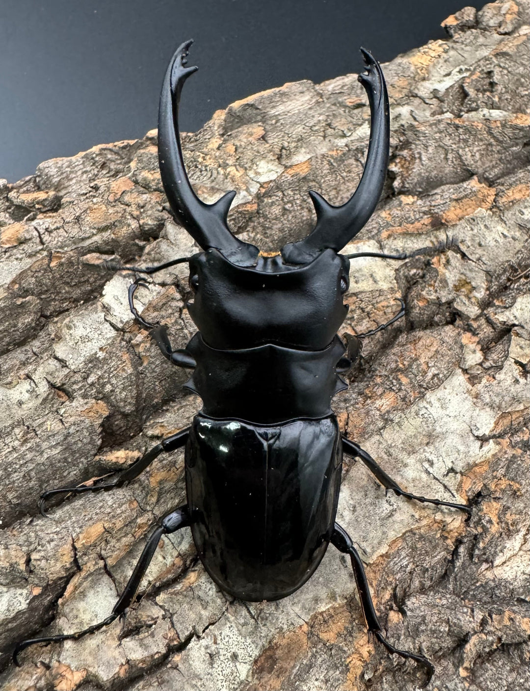 【WD】《インターメディアツヤクワガタ 87mm ペア》