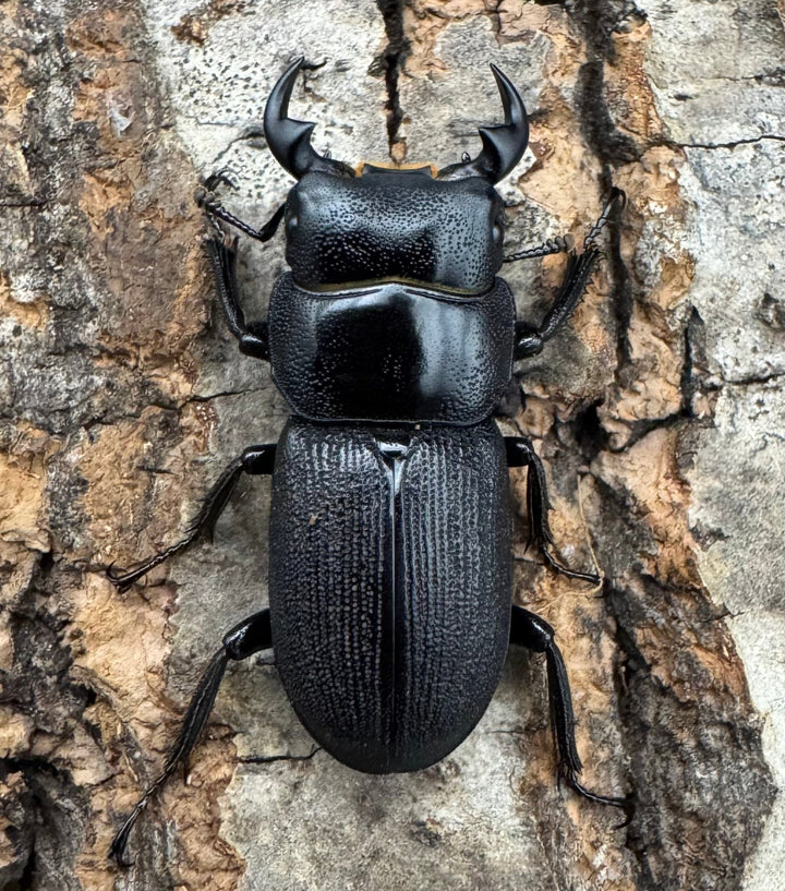 【WD】《ドルクス メンシウス 27ｍｍ ペア》