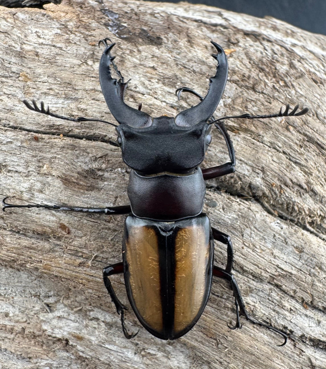 【WD】《パリーミヤマクワガタ 39.5mm ペア》