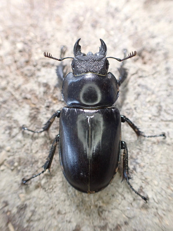 【WD】《タケオミヤマ 33mm ♀単》