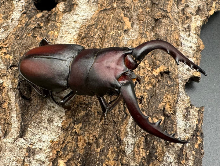 【WF1】《本土ノコギリクワガタ 八王子産 57.5mm ♂単》