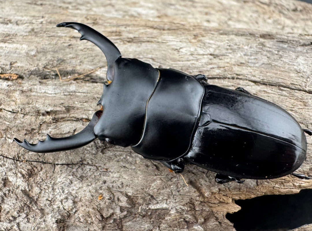 【WD】《ドルクス ティティウス チベット産 49mm ペア》