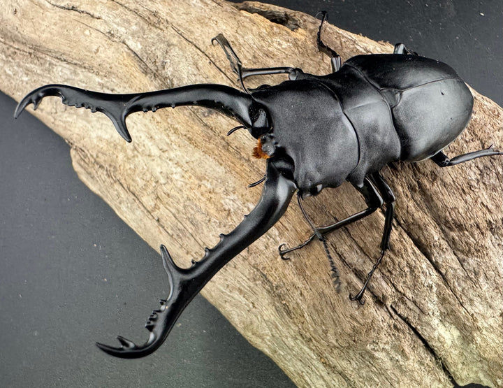 《ギラファノコギリ亜種ケイスケ 109mm ペア》