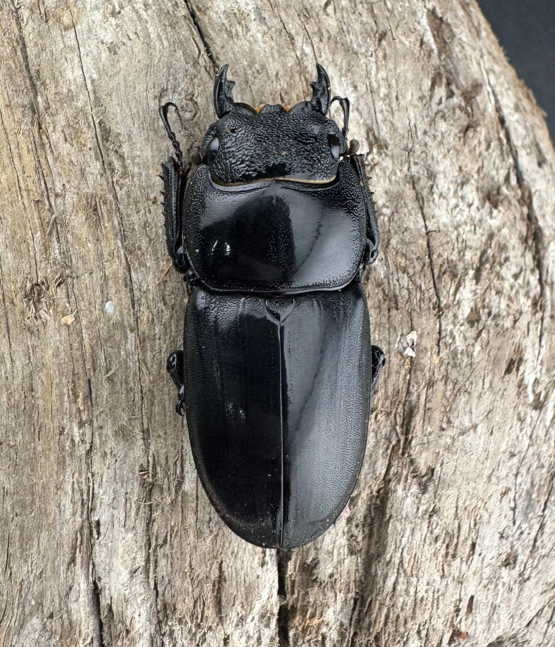 【WD】良型《パラワンオオヒラタ バタラザ産 99.5mm ペア》