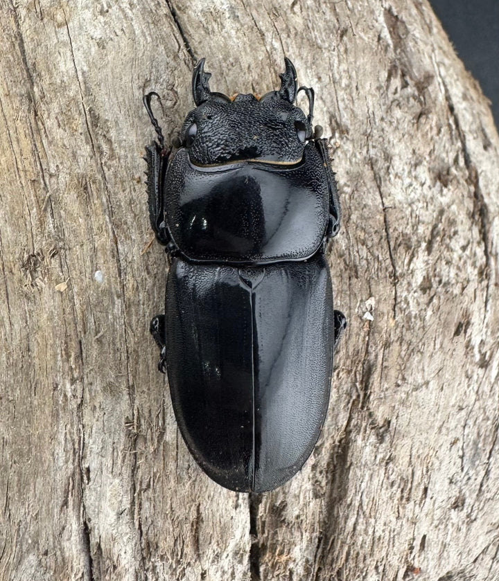 【WD】良型《パラワンオオヒラタ バタラザ産 99.5mm ペア》