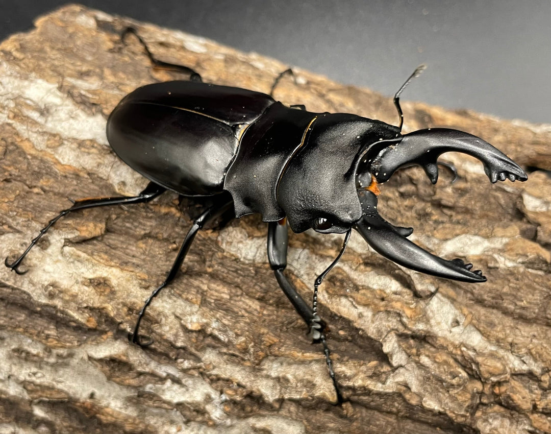 【WD】《アルケスツヤクワガタ 81mm A’品ペア》