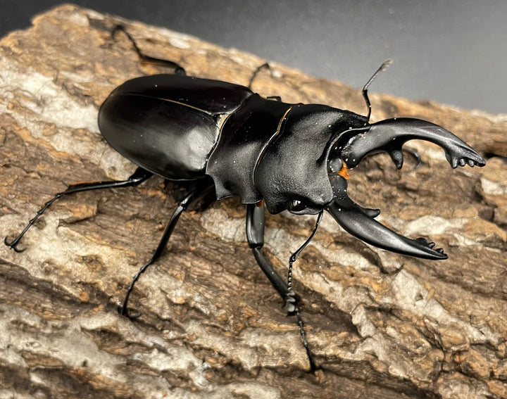 【WD】《アルケスツヤクワガタ 81mm A’品ペア》