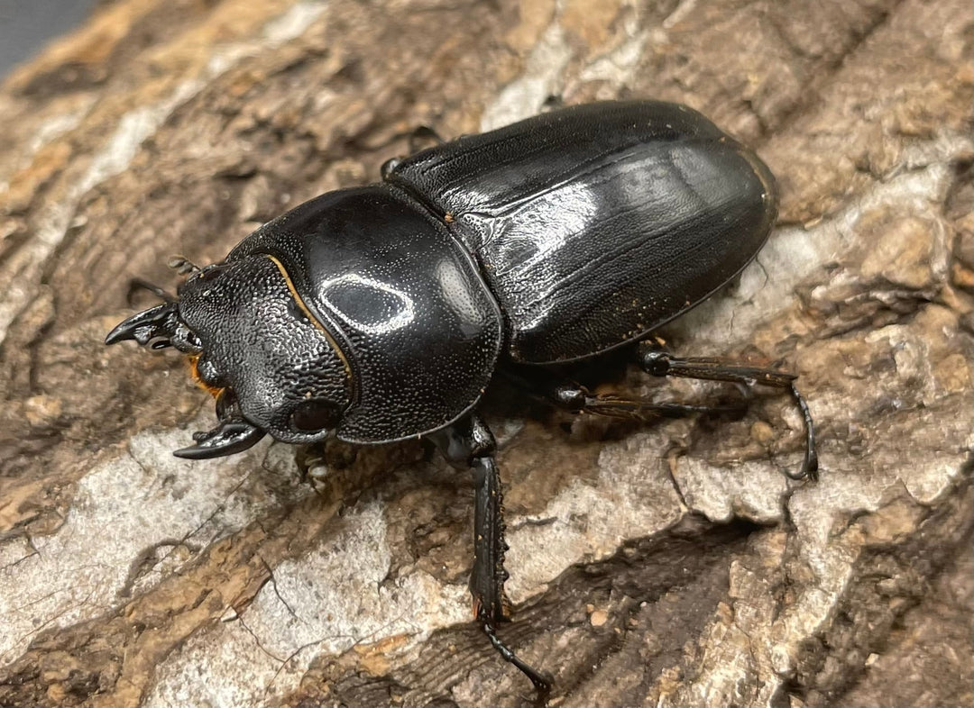 【WD】大型《ミンダナオヒラタ 90mm ペア》