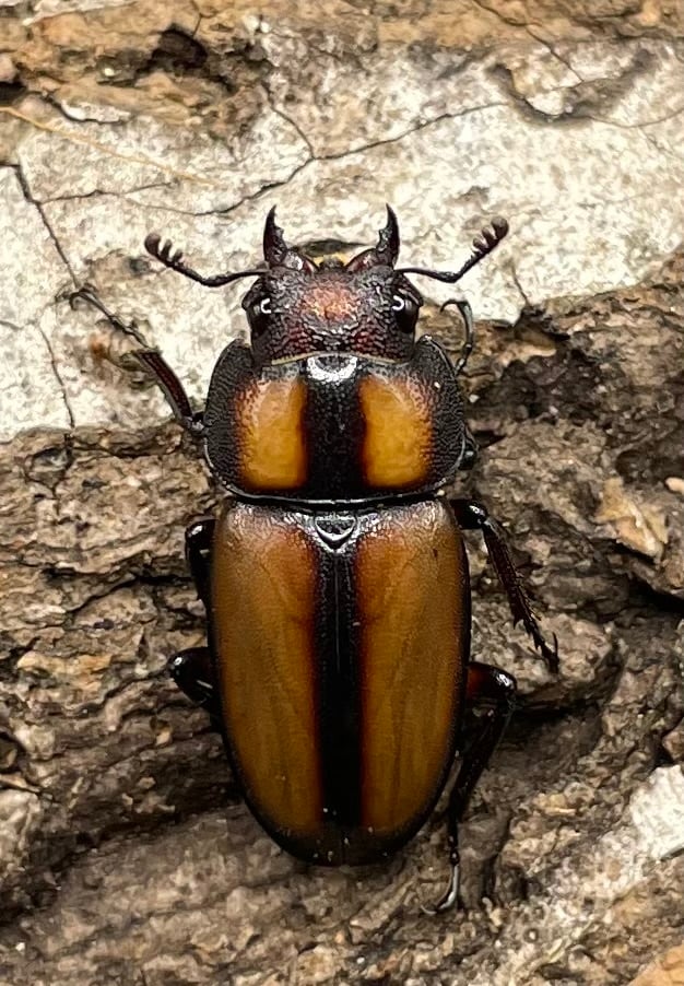 【WD】《スツラリスノコギリクワガタ 40mm ♂♀♀トリオ》