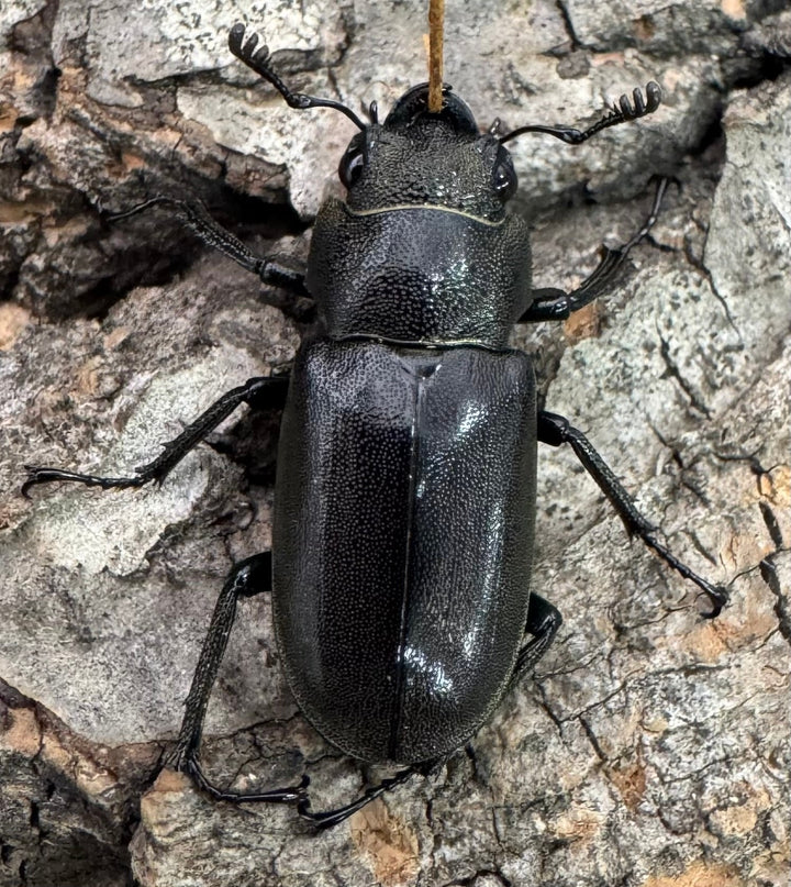 【WD】《メタリフェルホソアカ亜種finae 85mm ペア》