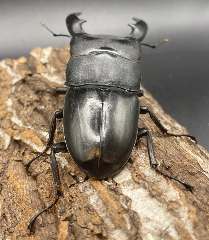 【WD】大型《ミンダナオヒラタ 90mm ペア》