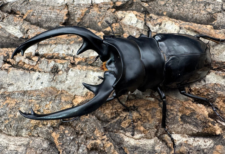 【WD】《インターメディアツヤクワガタ ネグロス産 93mm ペア》