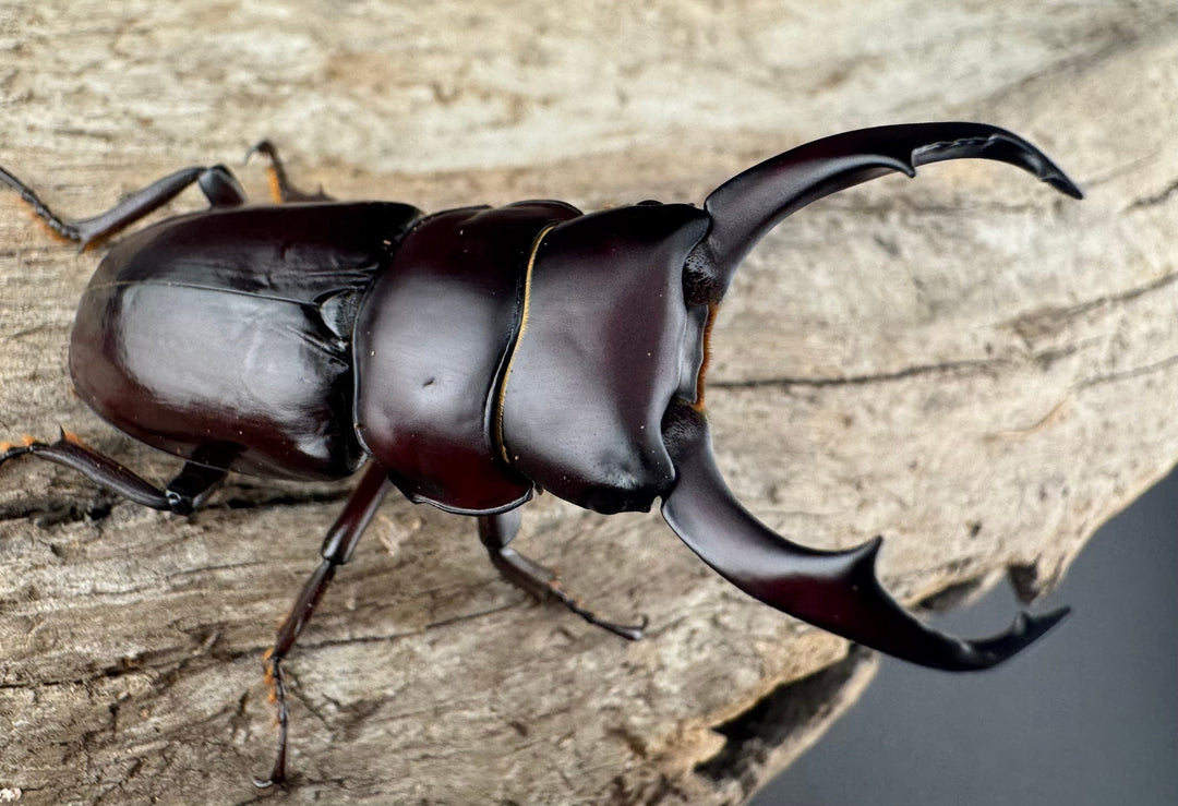 【WD】《ウォードコクワ チベット産 50mm ペア》