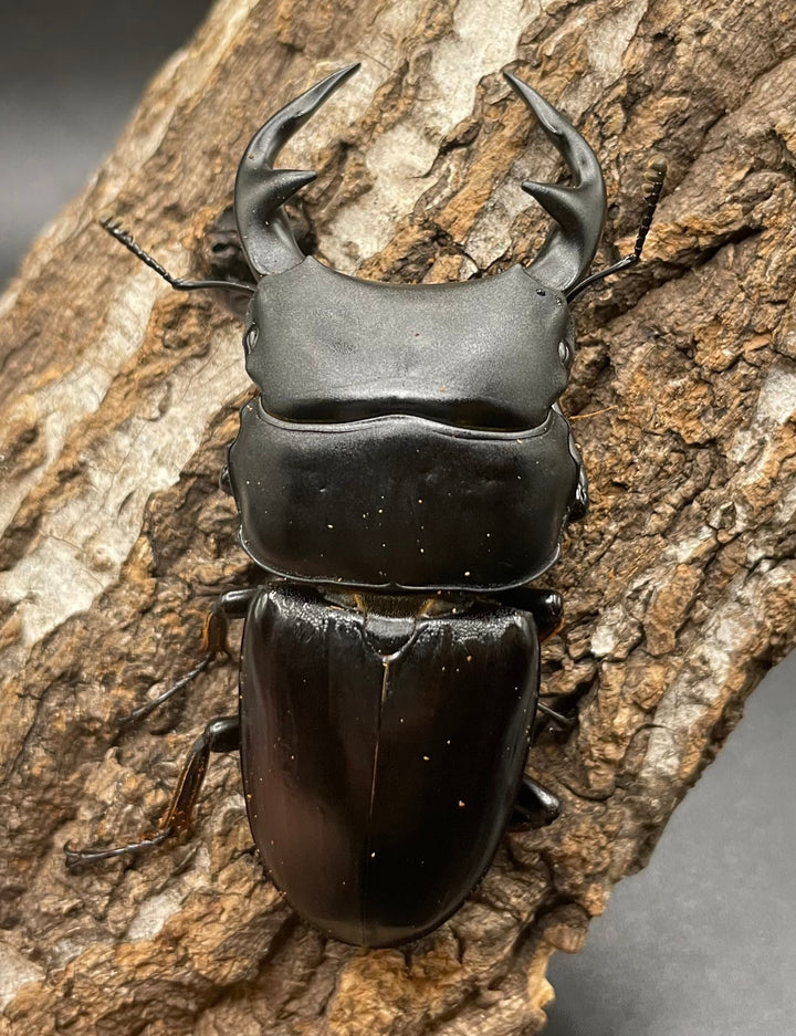 《インドグランディス亜種moriyai Garda95.0血統 77mm ペア》