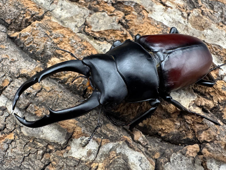 【WD】《ドンキエルコクワ原名亜種 71.5mm ♂♀♀トリオ》