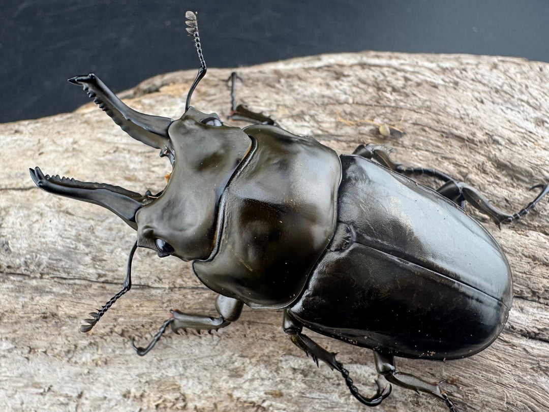 【F0】《ローゼンベルグオウゴンオニクワガタ 67mm ペア》