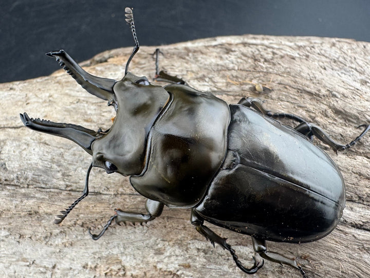 【F0】《ローゼンベルグオウゴンオニクワガタ 67mm ペア》