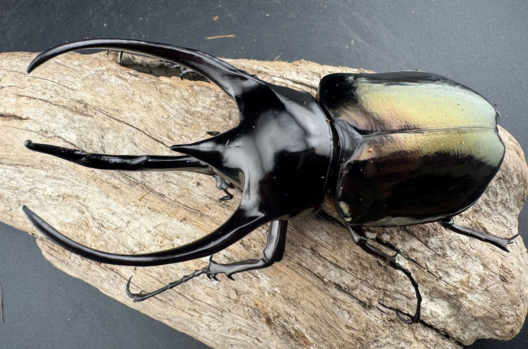 【WD】《ジャワコーカサスオオカブト 114mm A’品ペア》