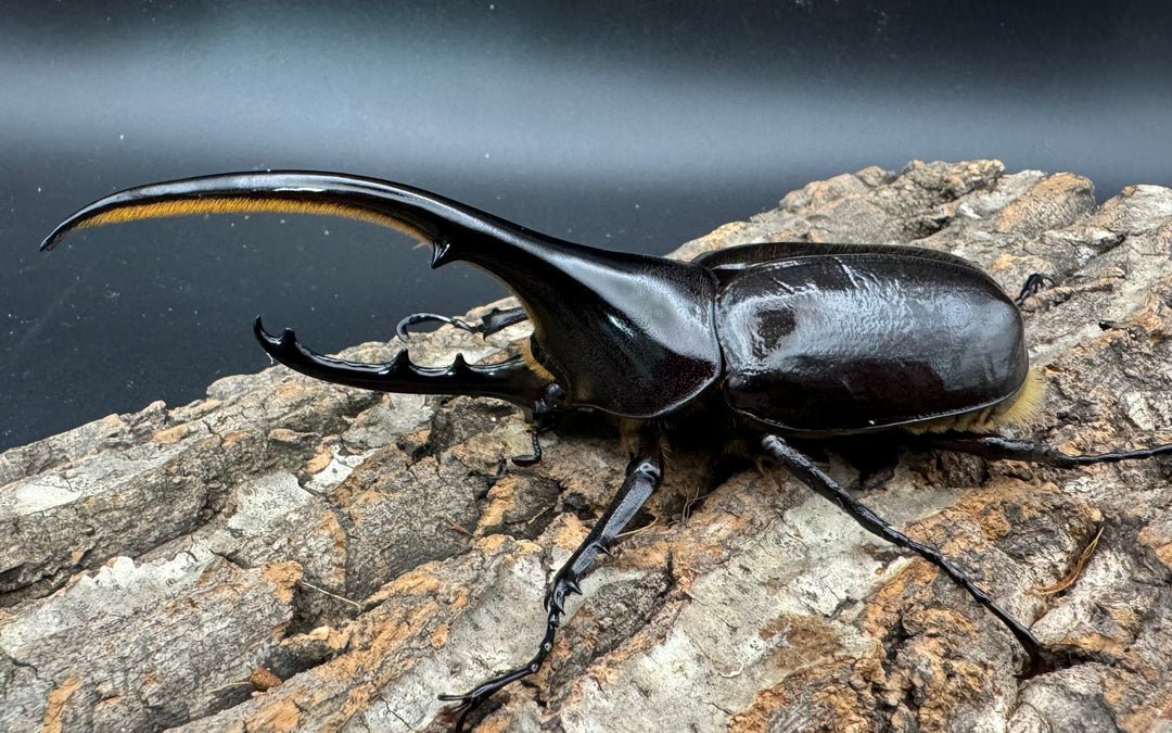 《ヘラクレス・ヘラクレス 128mm ペア》