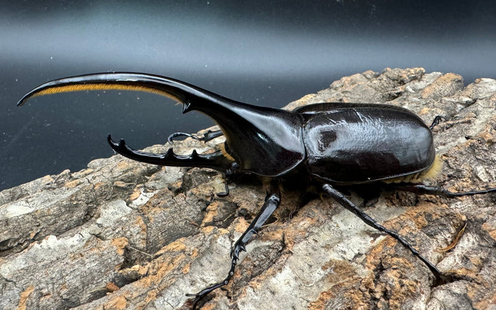 《ヘラクレス・ヘラクレス 128mm ペア》