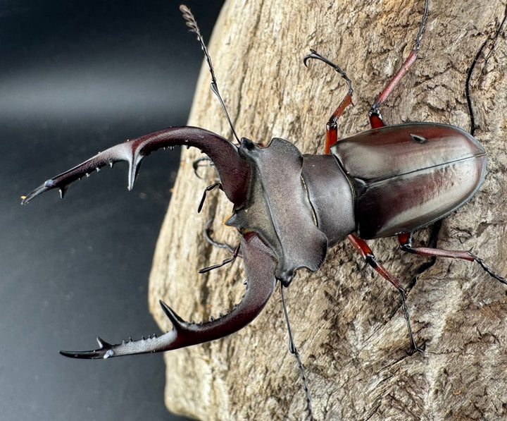 【WD】貴重産地《ブリヴィオミヤマ 56mm ペア》