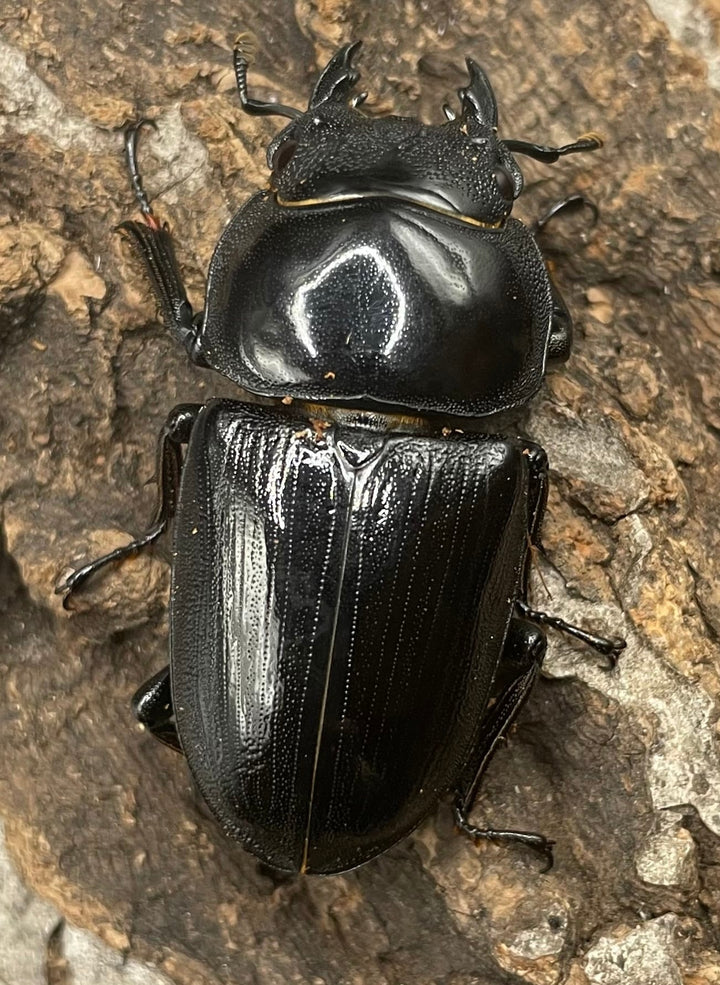 《ホペイオオクワガタ SL血統 74mm ペア》