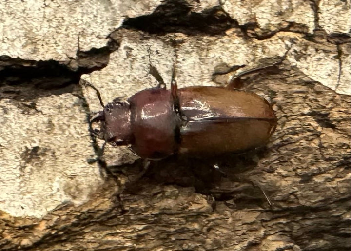 《ブルメイスターホソクワ ペア》