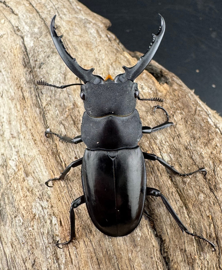 【WD】《アドゥンクスフタマタ ミャンマー北部亜種 52mm ♂♀♀トリオ》