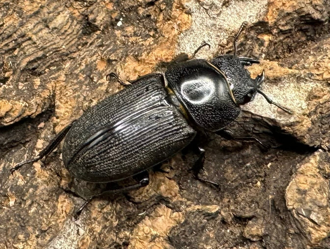 【WD】《ドルクス メンシウス 39mm ペア》