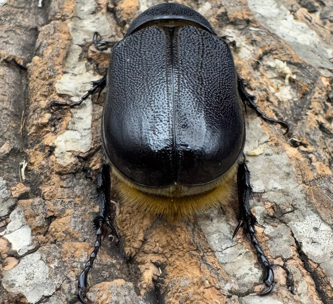 《ネプチューンオオカブト 132mm ペア》