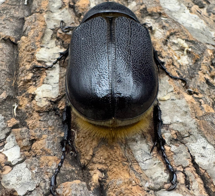 《ネプチューンオオカブト 132mm ペア》