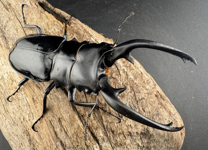 【WD】大型《インターメディアツヤクワガタ ネグロス島産 93mm ペア》