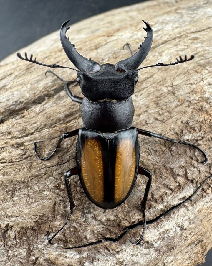 【WD】《パリーミヤマクワガタ 36.5mm ペア》