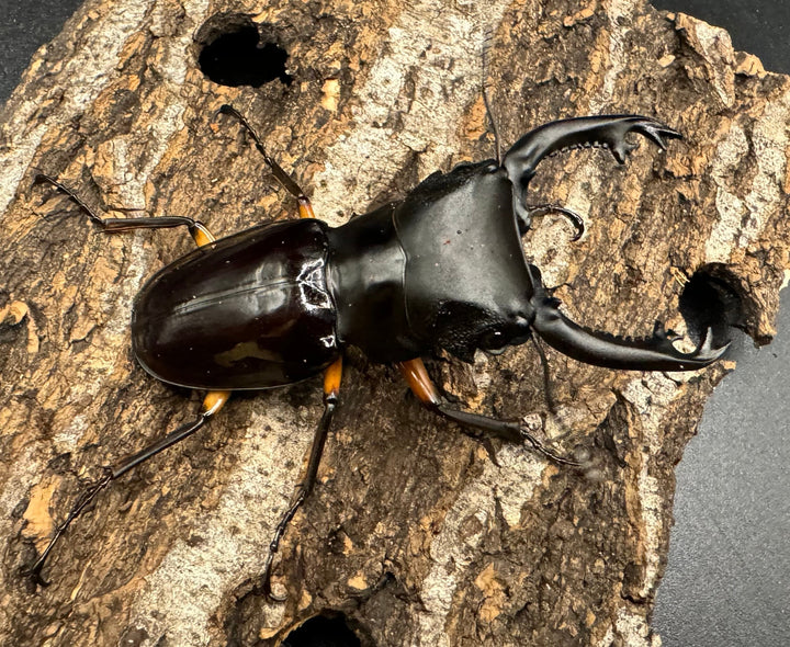 【WD】《インペリアリスツヤ亜種komorii 67mm ペア》