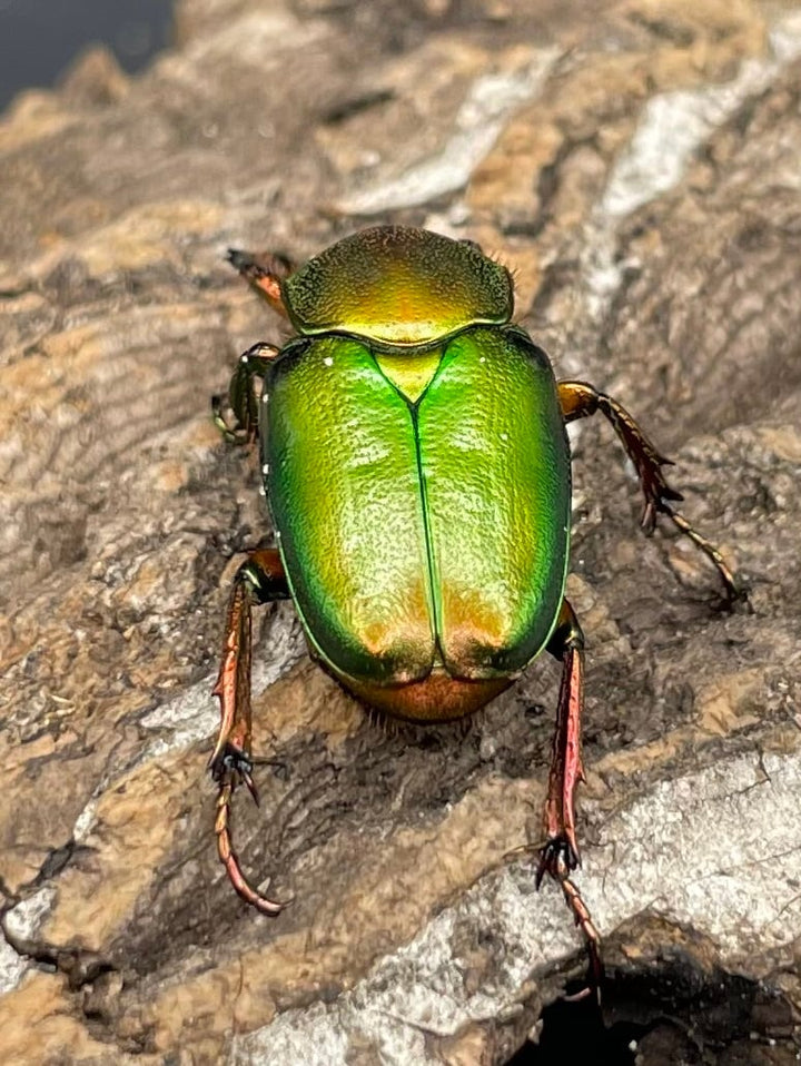 【WD】美麗種《ロドリゲスヒメカブトハナムグリ 32mm ペア》