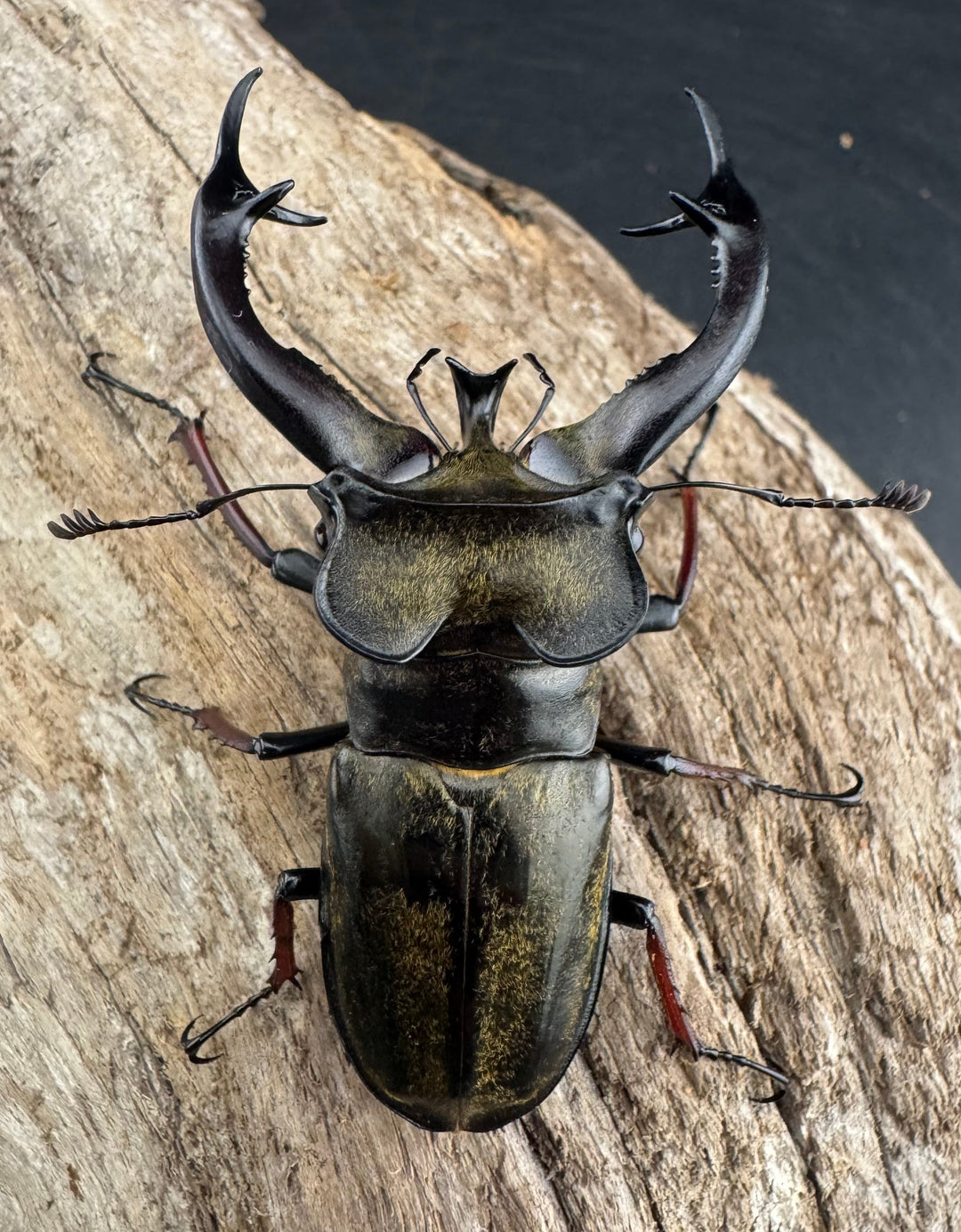 【WD】《チェンミヤマ メトク産 68mm ペア》