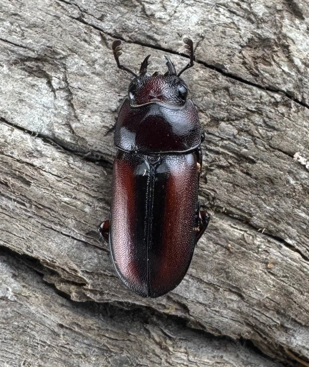 【WD】《プセウダクシスコクワ 27mm ペア》