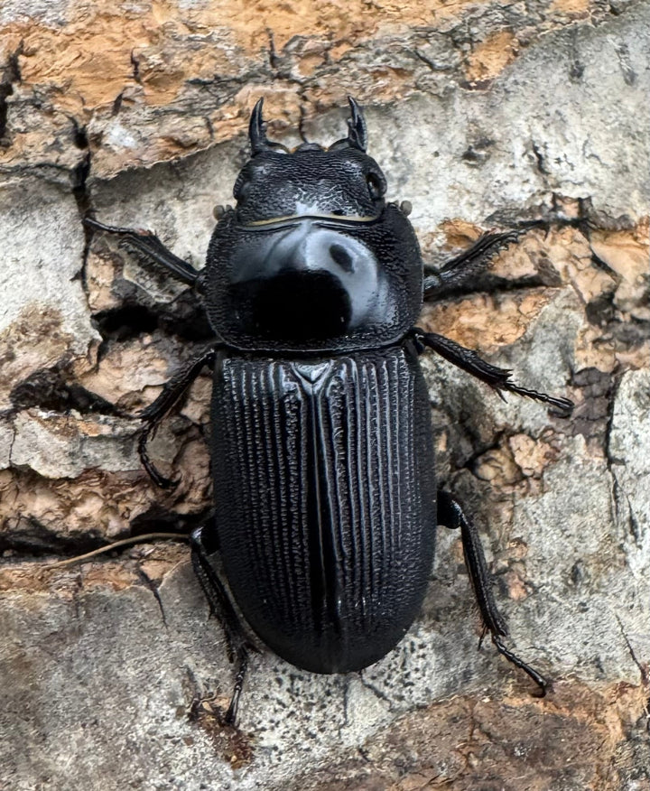 【WD】《ヒルティコルニス ssp. 31.5mm ペア》