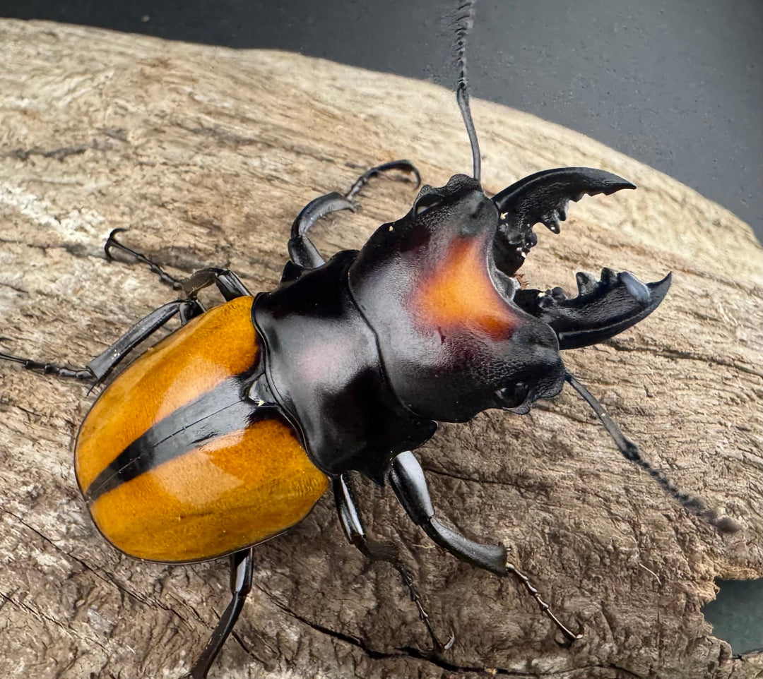 【WF1】《ボーレンホーベンツヤクワガタ 54mm ペア》