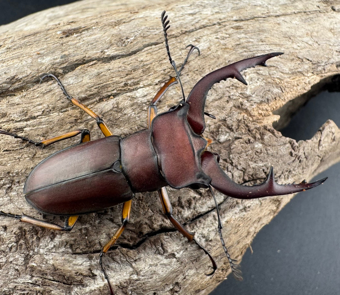 【WD】《マラッシミヤマ（マラッツィミヤマ） 47mm ペア》