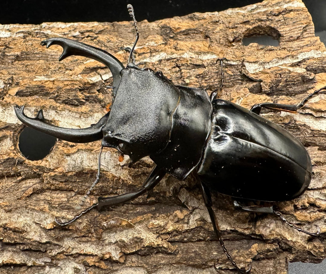 【WD】《スティーブンスツヤ亜種mamaesaensis 黒化型 76.5mm ペア》