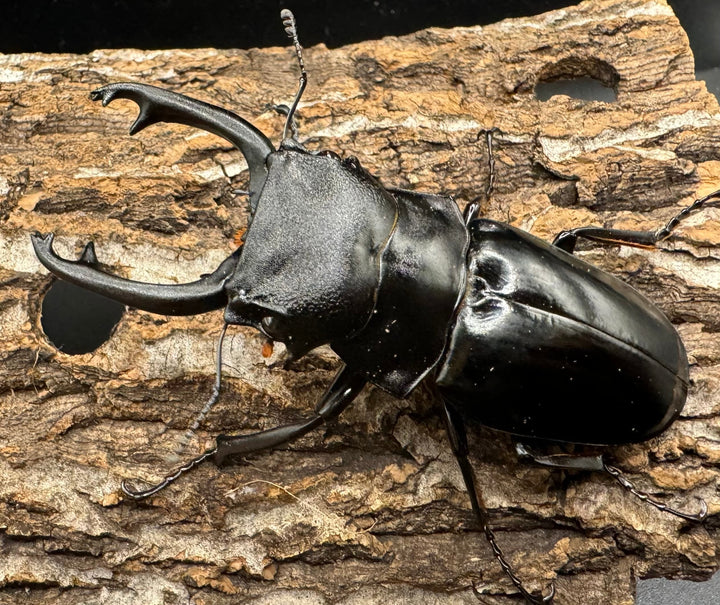 【WD】《スティーブンスツヤ亜種mamaesaensis 黒化型 76.5mm ペア》