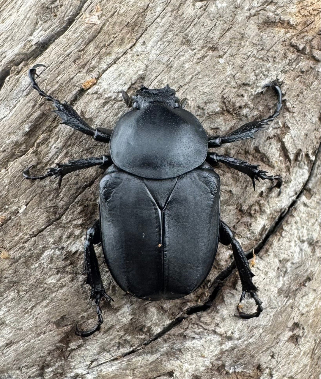 【WD】《アダムスツノハナムグリ Free ペア》①