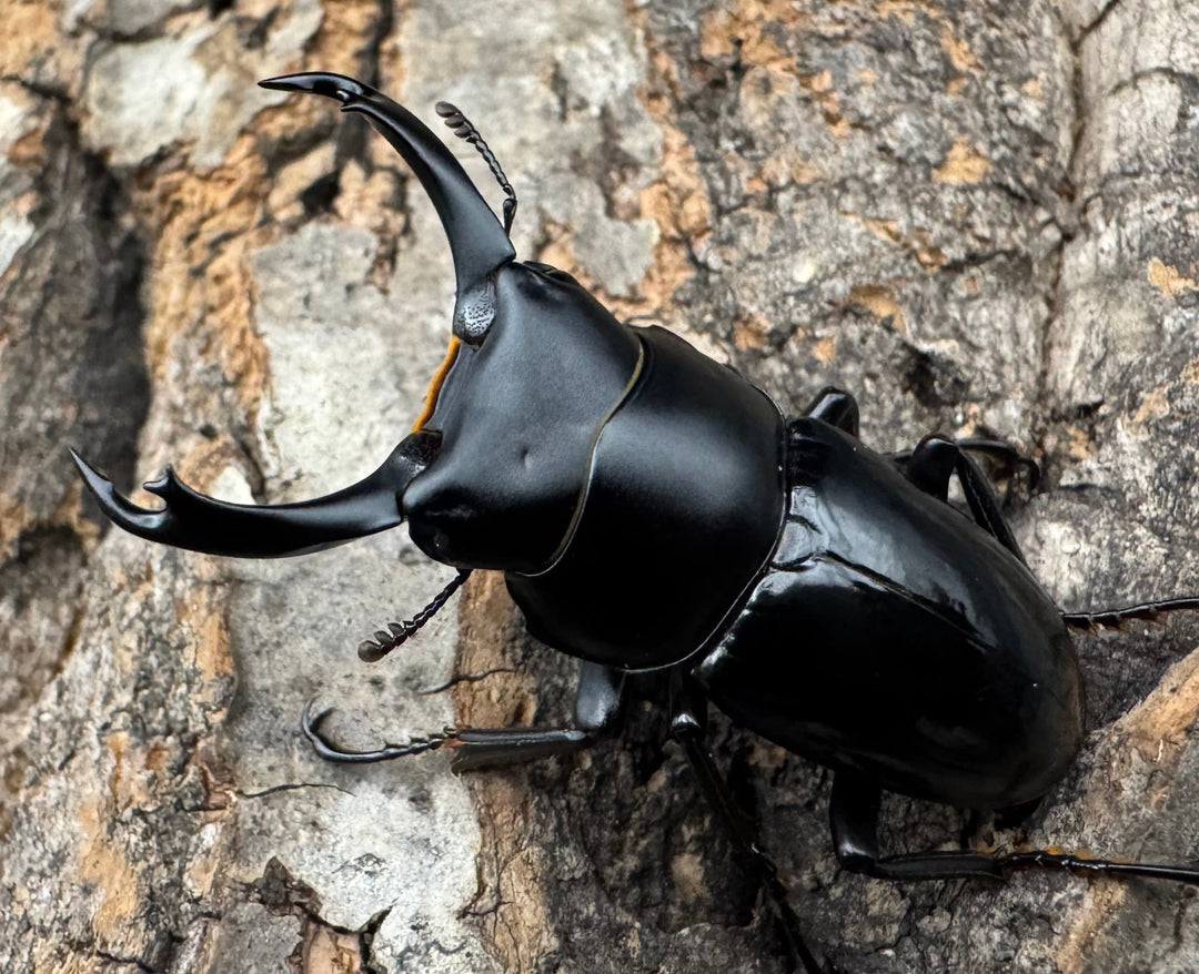 【WD】《セメノウコクワ 雅安産 38.5mm ペア》