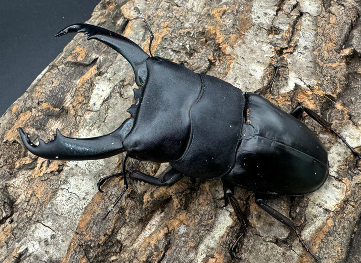 【WD】《南カマリネスヒラタ 96mm ペア》