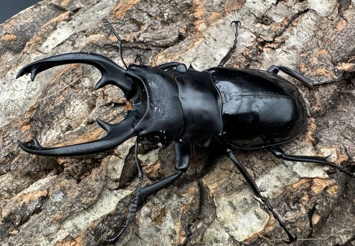 【WD】《インターメディアツヤクワガタ 78mm ペア》