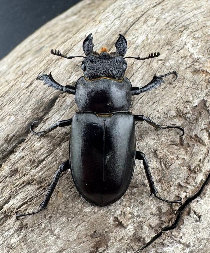 【WD】《フェアメイルミヤマ 雅安市産 54mm ペア》