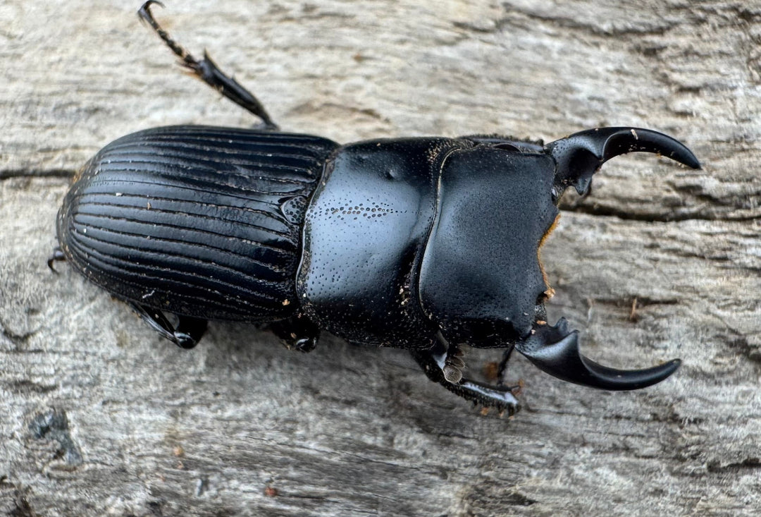 【WD】《ラエビコリスネブトクワガタ 21.5mm ペア》